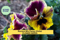 Rococo Mix Pansy Seeds – Viola × wittrockiana – Ruffled Multicolor Flower Seeds for Borders, Containers & Cool-Season Gardens