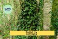 15 Unrooted English Ivy Cuttings Hedera helix Cold Hardy Vine for Ground Cover or Garden Trellis