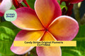 Candy Stripe Plumeria Cutting | 10" Unrooted Starter | Pink & White Striped Frangipani Tree | Plumeria rubra 'Candy Stripe'