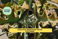 Kalanchoe Beharensis Velvet Elephant Ears Succulent Cuttings – Fuzzy Silver-Green Indoor/Outdoor Plant Starter