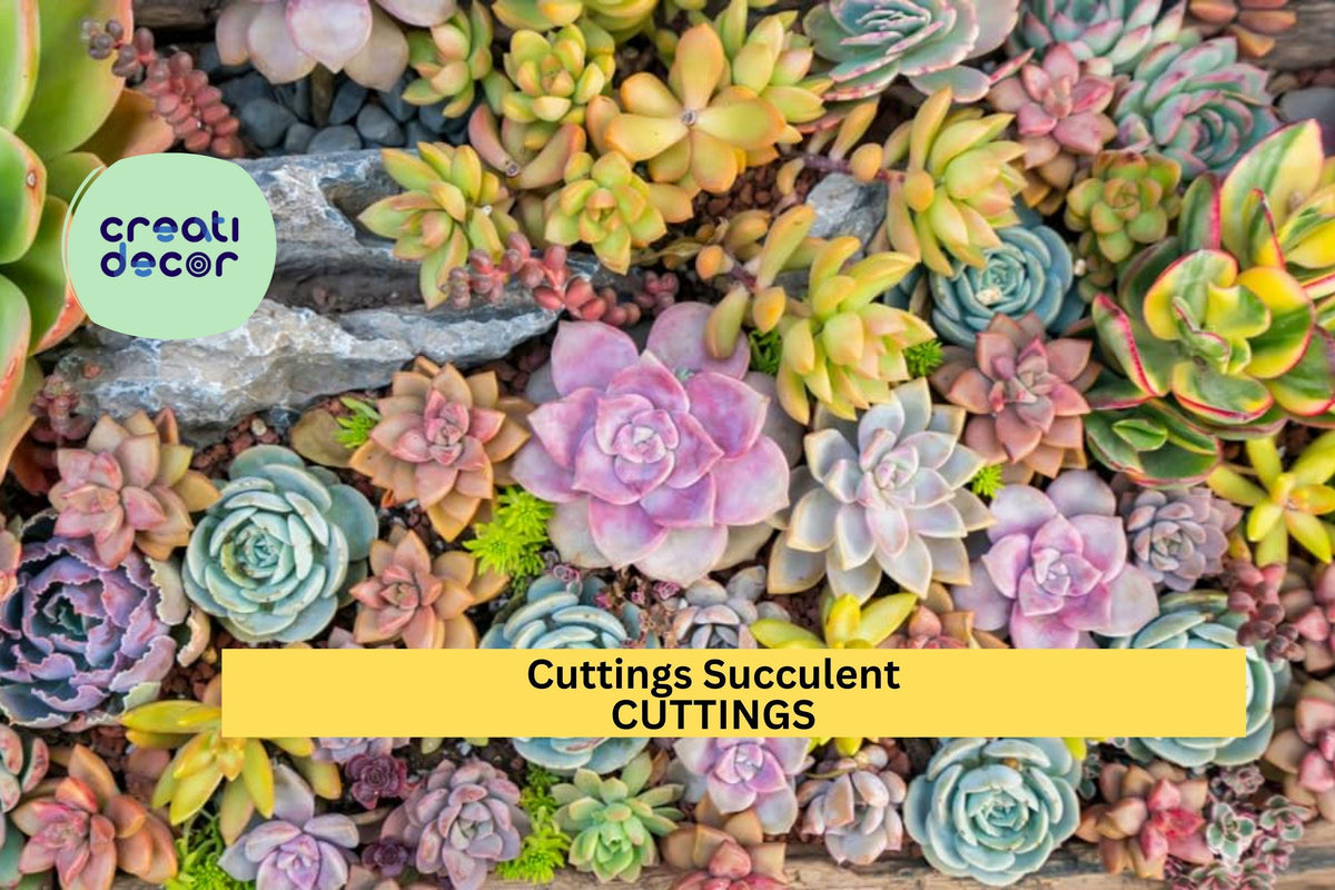 Succulent Cuttings Set – 20 Varieties Assorted Succulents for DIY Gardens, Terrariums, Gifts | Echeveria, Sedum, Crassula