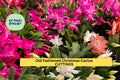 Old Fashioned Christmas Cactus Cuttings, Schlumbergera bridgesii, Heirloom Holiday Indoor Plant, Trailing Cactus, Festive Blooms