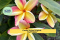 Candy Stripe Plumeria Cutting Double Head – 10" Unrooted Tropical Frangipani Tree – Plumeria rubra 'Candy Stripe'
