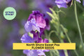 North Shore Sweet Pea Seeds – Deep Purple Blooms, Climbing Vine for Trellises & Bouquets, Lathyrus odoratus, 50+ Seeds