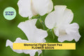 Memorial Flight Sweet Pea Seeds – Blush Pink Climbing Vine for Trellises, Borders & Cut Flowers – Lathyrus odoratus, 50+ Seeds