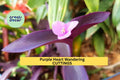 Purple Heart Cuttings | Tradescantia pallida | Trailing Plant for Pots, Ground Cover & Hanging Baskets