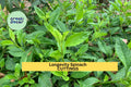 Longevity Spinach Cuttings | 4 Fresh Unrooted Gynura Procumbens Perennial Edible Greens