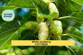 White Mulberry Cuttings 6-8" Morus alba Organic Fruit Tree for Edible Landscaping & Wildlife Gardens