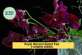 Royal Maroon Sweet Pea Seeds – Climbing Vine with Deep Burgundy Blooms – Lathyrus odoratus for Bouquets, Cottage Gardens & Trellises