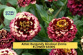 Aztec Burgundy Bicolour Zinnia Seeds – 100+ Two-Tone Blooms for Cut Flowers, Borders & Pollinator Gardens – Zinnia elegans