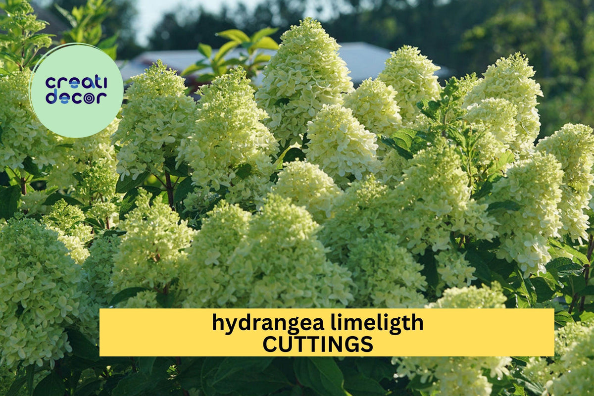 Rooted Limelight Hydrangea Cuttings | Hydrangea paniculata 'Limelight' | 6–10" Starter Plants for Gardens & Landscaping