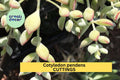 4 Cotyledon Pendens Succulent Cuttings | Trailing Cliff Succulent Starter Plants | Gray-Green Foliage | Unrooted Succulents