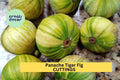 Panache Tiger Fig Cuttings | Ficus Carica 'Panache' | Striped Green-Yellow Figs with Red Flesh | Unrooted Fruit Tree