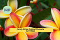 Candy Stripe Plumeria Cutting | 10" Unrooted Frangipani Starter | Pink & White Blooms | Plumeria rubra