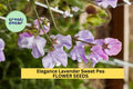Elegance Lavender Sweet Pea Seeds – Climbing Vine with Lavender Blooms for Bouquets, Trellises & Cottage Gardens – Lathyrus odoratus