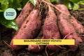 Beauregard Sweet Potato Slips Unrooted Cuttings for Planting | Ipomoea batatas 'Beauregard' | High-Yield Orange-Flesh Tubers