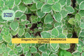 Variegated Cuban Oregano Cuttings | Plectranthus Amboinicus Herb Starter | Unrooted Succulent-Like Herb Plant