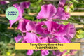 Terry Davey Sweet Pea Seeds – Lilac Mauve Climbing Flower Vine for Bouquets & Gardens – Lathyrus odoratus, 50+ Seeds