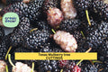 20+ Texas Mulberry Cuttings | Morus microphylla Unrooted 7–10" | Drought-Tolerant Native Fruit Tree for Grafting & Rooting