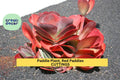 Rooted Paddle Plant Cuttings | Red Paddles Succulent | Kalanchoe Thyrsiflora / Luciae | Easy Care Houseplant or Garden Accent