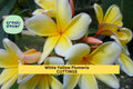 White Yellow Plumeria Cutting – 10" Unrooted Frangipani, Tropical Flowering Tree, Plumeria rubra, Fragrant Bloom, Florida Grown