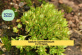 50 Sedum Sarmentosum Cuttings | Creeping Succulent Ground Cover for Gardens & Pots | Drought-Tolerant Perennial