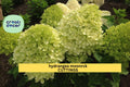 Hydrangea paniculata Moonrock Rooted Cuttings – 6-9 Inch White-Green Flowering Shrubs for Borders & Gardens
