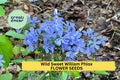 Wild Sweet William Phlox Seeds – Native Perennial with Lavender-Purple Blooms – Shade-Tolerant Pollinator-Friendly Plant – Phlox divaricata