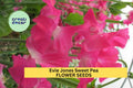 Evie Jones Sweet Pea Seeds – Magenta Pink Climbing Flower Vine for Bouquets & Gardens – Lathyrus odoratus
