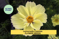 Lemonade Cosmos Seeds – 200+ Soft Yellow Blooms – Annual Flower for Borders, Cut Flowers & Pollinator Gardens – Cosmos bipinnatus