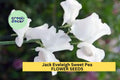 Sweet Pea Seeds – Lavender-Pink Ruffled Blooms Climbing Vine for Bouquets & Cottage Gardens – Lathyrus odoratus