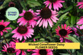 200+ Echinacea Purpurea Coneflower Seeds – Pollinator-Friendly Daisy Mix for Gardens and Wildflower Meadows