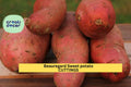 Beauregard Sweet Potato Slips – Organic Rooted Cuttings, High-Yield Orange Flesh, Pesticide-Free, Ipomoea batatas