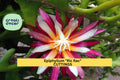 Epiphyllum Ric Rac Cactus Cutting | 5–9 Inch Fishbone Zig Zag Trailing Houseplant | Easy to Root Epiphyllum anguliger