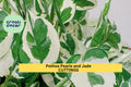Pothos Pearls and Jade Cuttings | Variegated Epipremnum aureum | Indoor Trailing Houseplant | Easy Care Vining Plant