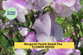 Sweet Pea Seeds 50+ Pink Lavender Bicolor Climbing Vines Lathyrus odoratus for Garden, Trellises, Fences