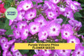 Purple Volcano Phlox Seeds – Perennial, Fragrant, Pollinator-Friendly, Phlox paniculata, 100+ Seeds