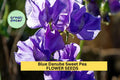 Blue Danube Sweet Pea Seeds – Fragrant Blue-Violet Climbing Vines for Trellises & Bouquets – Lathyrus odoratus, 50+ Seeds