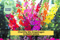 1000+ Chantilly Mix Snapdragon Seeds – Pastel Colors, Fragrant, Tall Annual Antirrhinum majus for Borders & Cutting Gardens