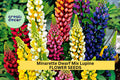 25+ Minarette Dwarf Mix Lupine Seeds – Compact Perennial Flowers in Pink, Purple, Blue, White & Yellow – Lupinus polyphyllus for Borders & Containers