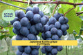 Kyoho Grape Cuttings - Unrooted Japanese Table Grape Scions - Vitis labrusca × vinifera - Sweet Juicy Purple-Black Fruits