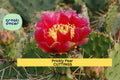 Opuntia 'Fruit Punch' Prickly Pear Cactus Pad | Edible Fruit Hybrid Segment | Drought-Tolerant Desert Plant | Live Succulent Segment