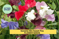 Sweet Pea Seeds 50+ Pack – Dwarf Fragrant Mix for Borders & Containers – Lathyrus odoratus Annual Planting