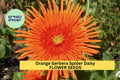 50+ Orange Gerbera Spider Daisy Seeds – Bright Orange Spiky Blooms for Garden Beds & Containers – Gerbera jamesonii