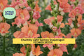 1000+ Chantilly Light Salmon Snapdragon Seeds | Tall Open-Faced Flowers for Garden, Cut Flowers & Borders | Antirrhinum majus