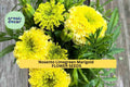 25+ Nosento Limegreen Marigold Seeds – Pale Green Double Blooms, Tagetes erecta, Summer Annual for Garden Beds & Borders