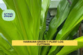 Hawaiian Green Ti Plant Cuttings | 2 Unrooted Cordyline Fruticosa Tropical Starter Stems | Green Foliage Plant