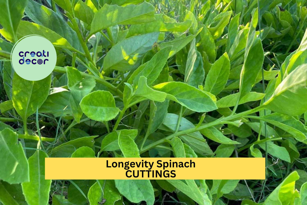 3 Longevity Spinach Cuttings Gynura Procumbens Edible Leafy Plant Starter Pack Free Shipping