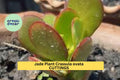 Jade Plant Cuttings 4-Pack | Unrooted Crassula ovata Succulents for Propagation | Money Plant Green Stems for Indoor Gardening