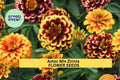 100+ Aztec Mix Zinnia Seeds – Vibrant Multi-Color Flowers for Garden Beds & Pollinator Attracting Annuals – Zinnia elegans